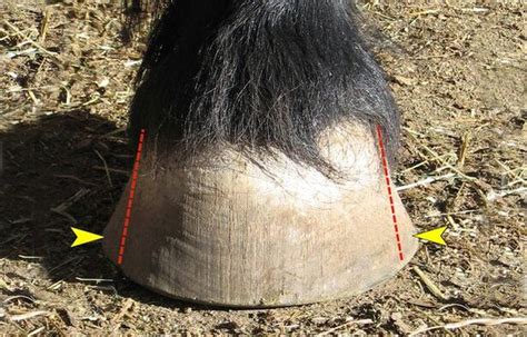 Horse flare .